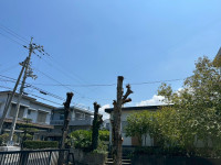 OZTN3061
